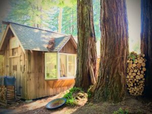 Nestled in the middle of tall redwood trees.